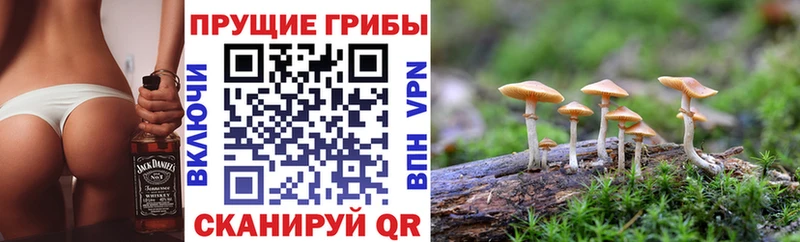 Галлюциногенные грибы мицелий  Катав-Ивановск 